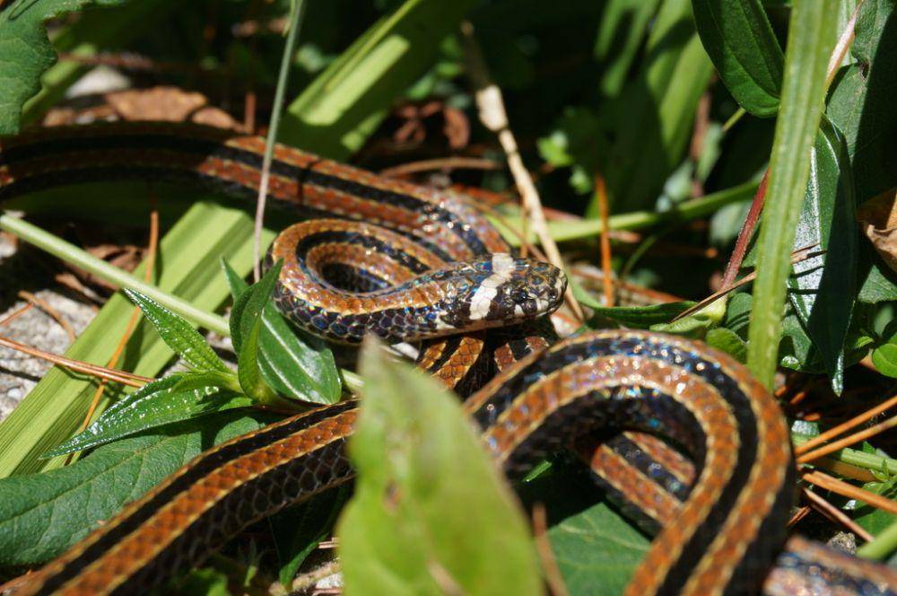 hewan endemik Taiwan berjenis reptil (inaturalist.org/huang-y-h)