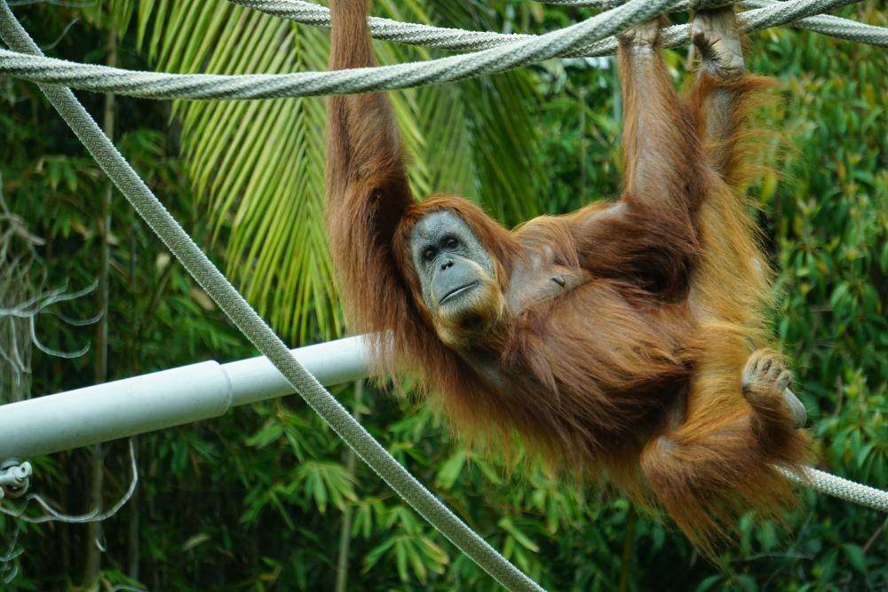 ilustrasi orangutan (pexels.com/Cesar Aguilar)