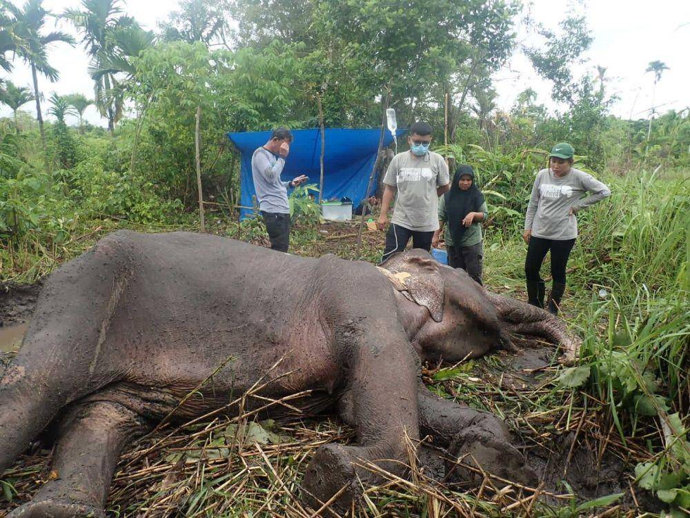 Gajah Sumatera liar yang ditemukan sakit di Aceh Besar. (Dokumentasi BKSDA Aceh untuk IDN Times)