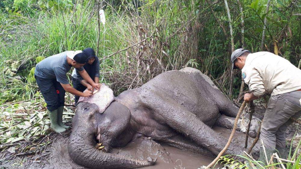Gajah Sumatera liar yang ditemukan sakit di Aceh Besar. (Dokumentasi BKSDA Aceh untuk IDN Times)