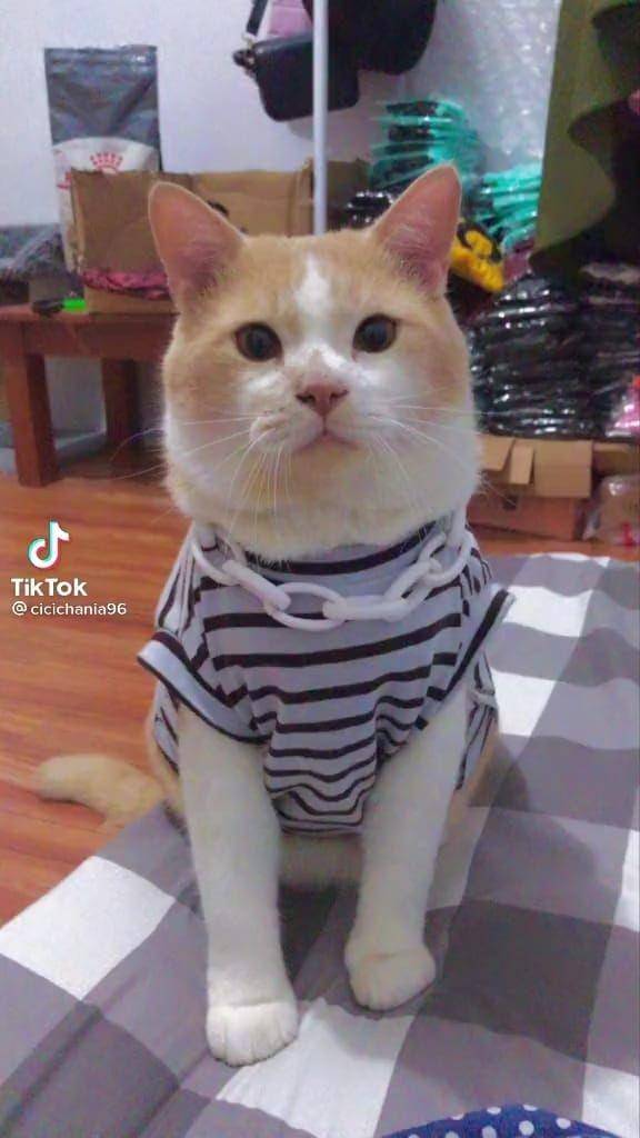 Pororo si Kucing Viral Gemesin (tiktok.com/cicichania96)