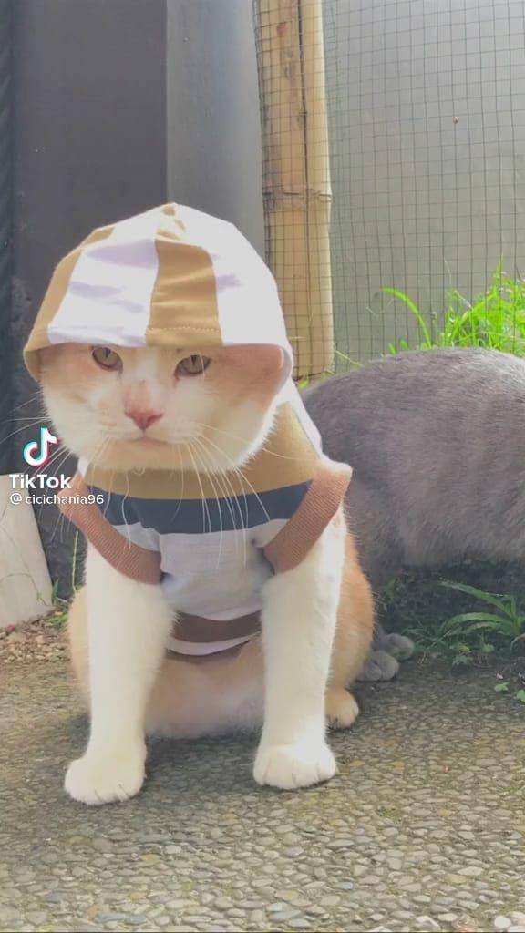Pororo si Kucing Viral Gemesin (tiktok.com/cicichania96)