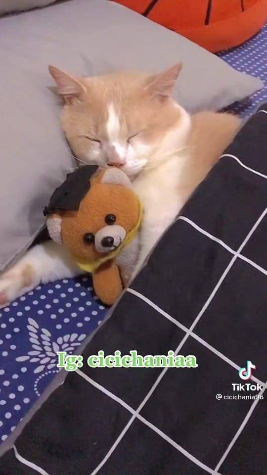 Pororo si Kucing Viral Gemesin (tiktok.com/cicichania96)
