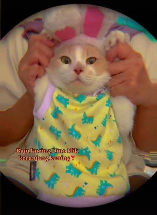 Pororo si Kucing Viral Gemesin (tiktok.com/cicichania96)