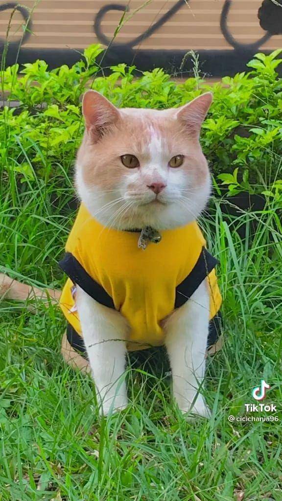 Pororo si Kucing Viral Gemesin (tiktok.com/cicichania96)
