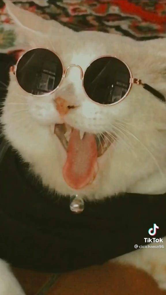 Pororo si Kucing Viral Gemesin (tiktok.com/cicichania96)