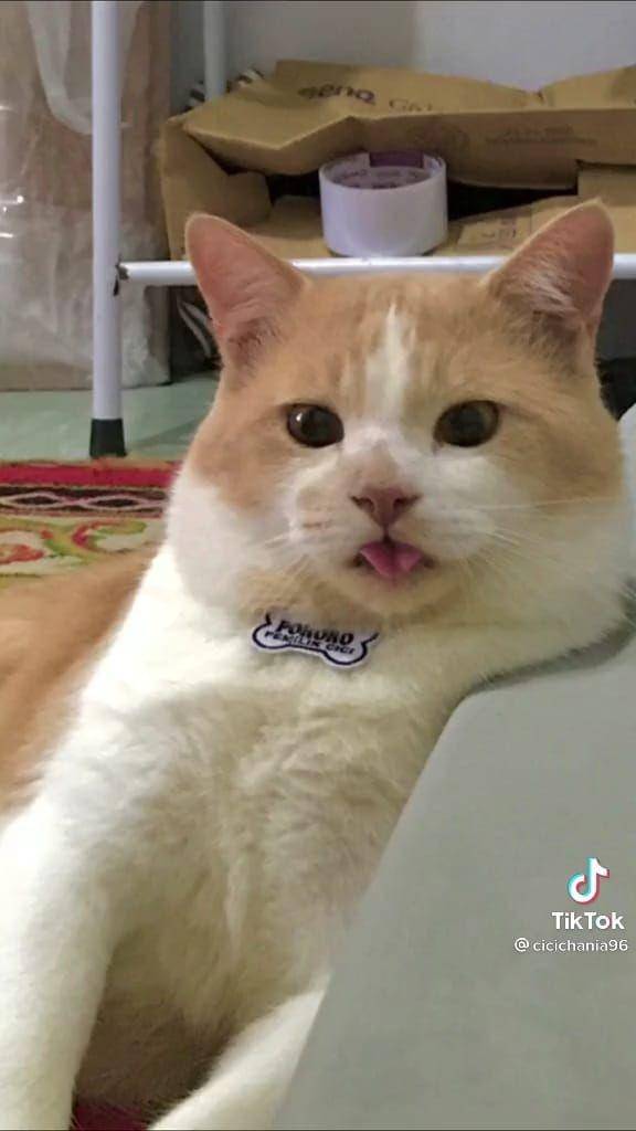 Pororo si Kucing Viral Gemesin (tiktok.com/cicichania96)