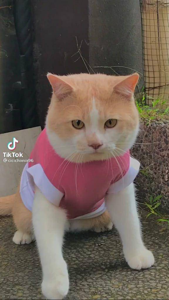 Pororo si Kucing Viral Gemesin (tiktok.com/cicichania96)