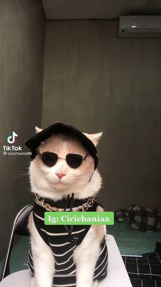 Pororo si Kucing Viral Gemesin (tiktok.com/cicichania96)