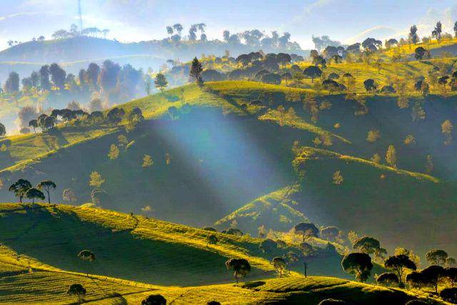 gambar pemandangan di Perkebunan Teh Cukul (instagram.com/pesonaid_travel)