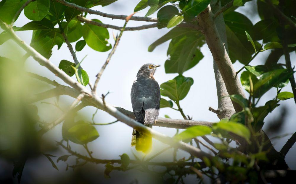 5 Fakta Cuckoo, Burung yang Terkenal dengan Kelicikannya, Sangat Kejam