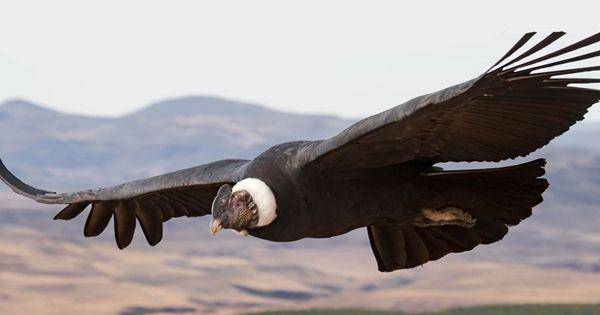 andean condor (Smithsonianmag.com/Facundo Vital)