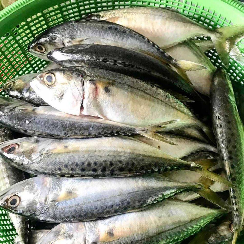 ikan kembung segar (instagram.com/whatthefish.official)