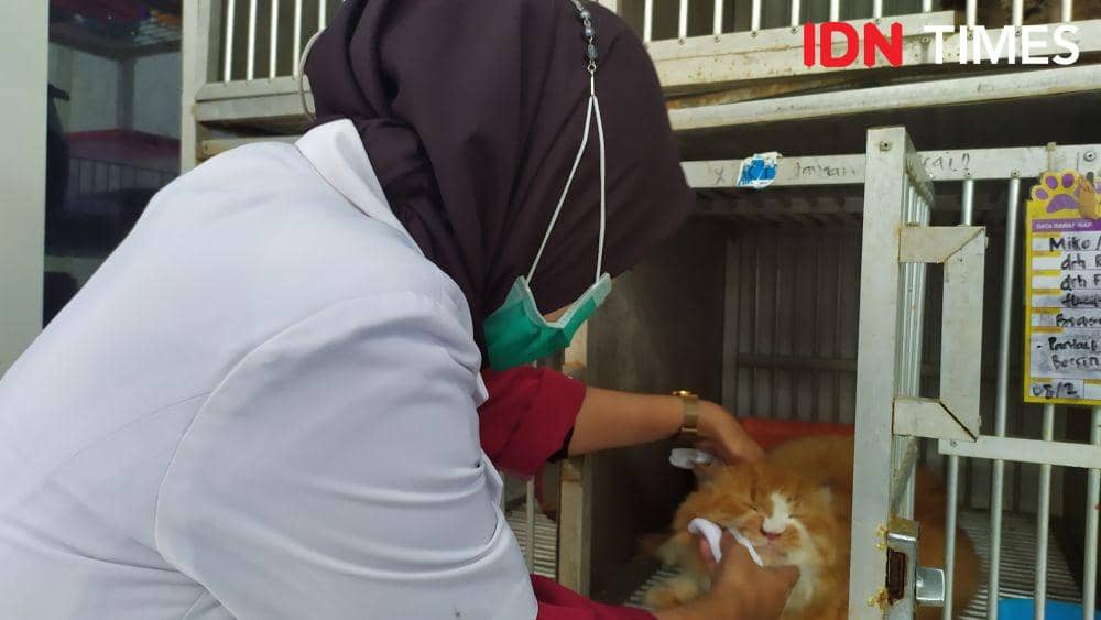 Rumah Sakit Hewan Lampung Dibuka Dua Pekan Lagi, Ini Layanannya