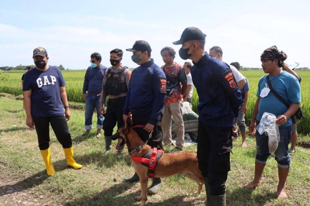 Seekor anjing pelacak dikerahkan untuk membantu penyelidikan di tengah sawah oleh tim gabungan Polda Jateng dan Polres Tegal. (IDN Times/Humas Polda Jateng)