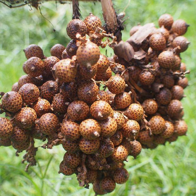 5 Fakta Jernang, Buah Primadona Khas Jambi yang Terancam Punah
