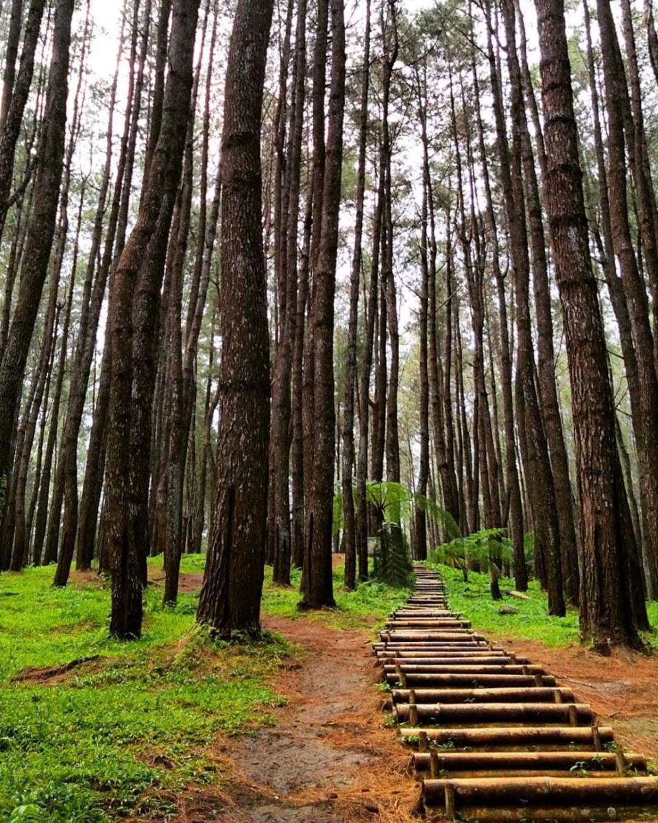 Tempat Asyik Relaksasi Pikiran, Ini 10 Pesona Hutan Pinus Bulu Tanah