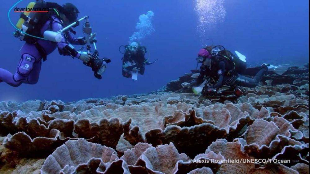 Potret terumbu karang di Tahiti(YouTube.com/Down To Earth)