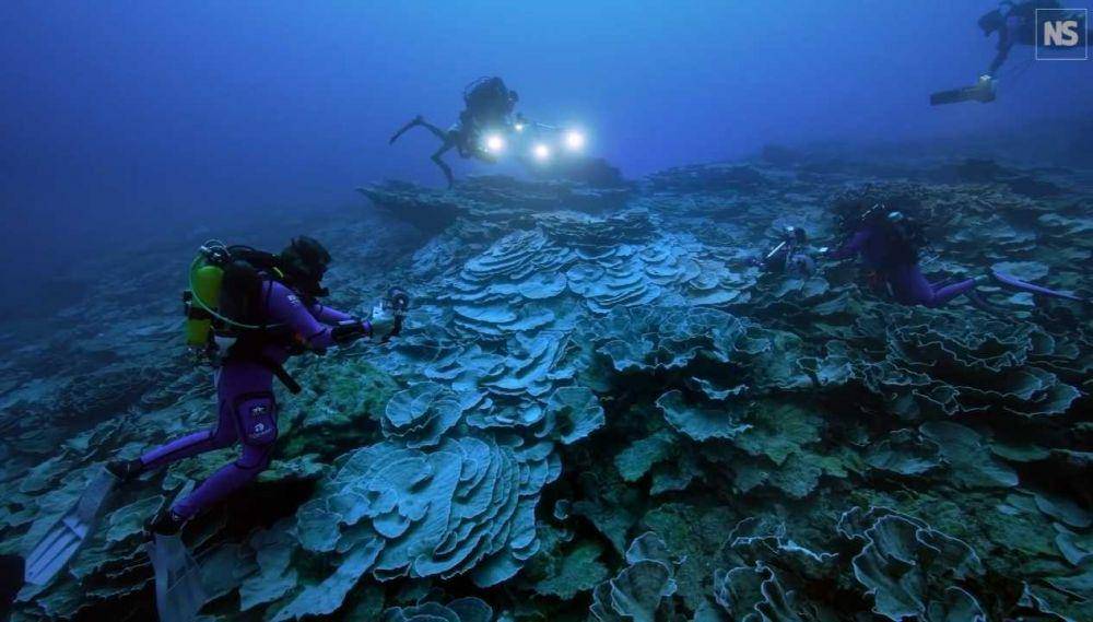 Potret terumbu karang di Tahiti(YouTube.com/New Scientist)