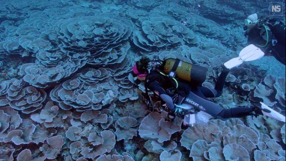 Potret terumbu karang di Tahiti(YouTube.com/New Scientist)