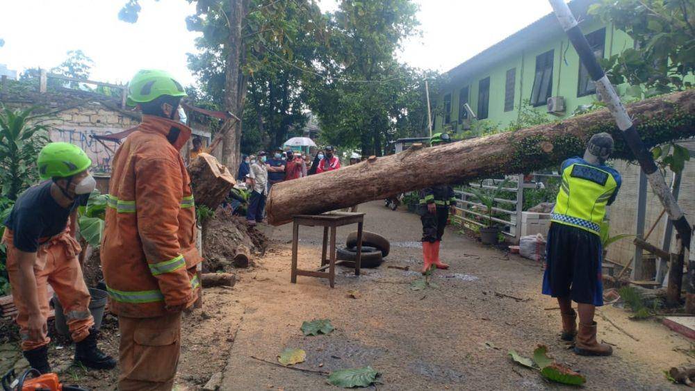 Petugas Damkar melakukan pemangkasan pohon tumbang di belakang SMP Negeri 2 Depok. (Istimewa)