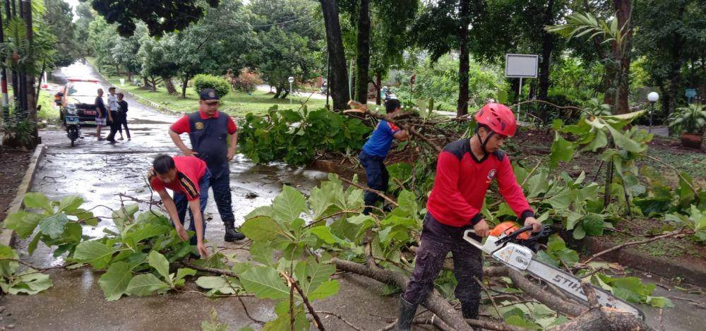 Petugas Damkar sedang melakukan pemangkasan pohon yang tumbang di wilayah. (Istimewa)