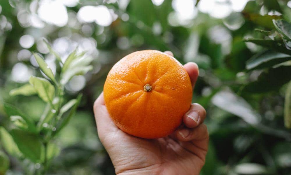 9 Tips Memilih Jeruk yang Manis dan Segar, biar Gak Salah Beli!