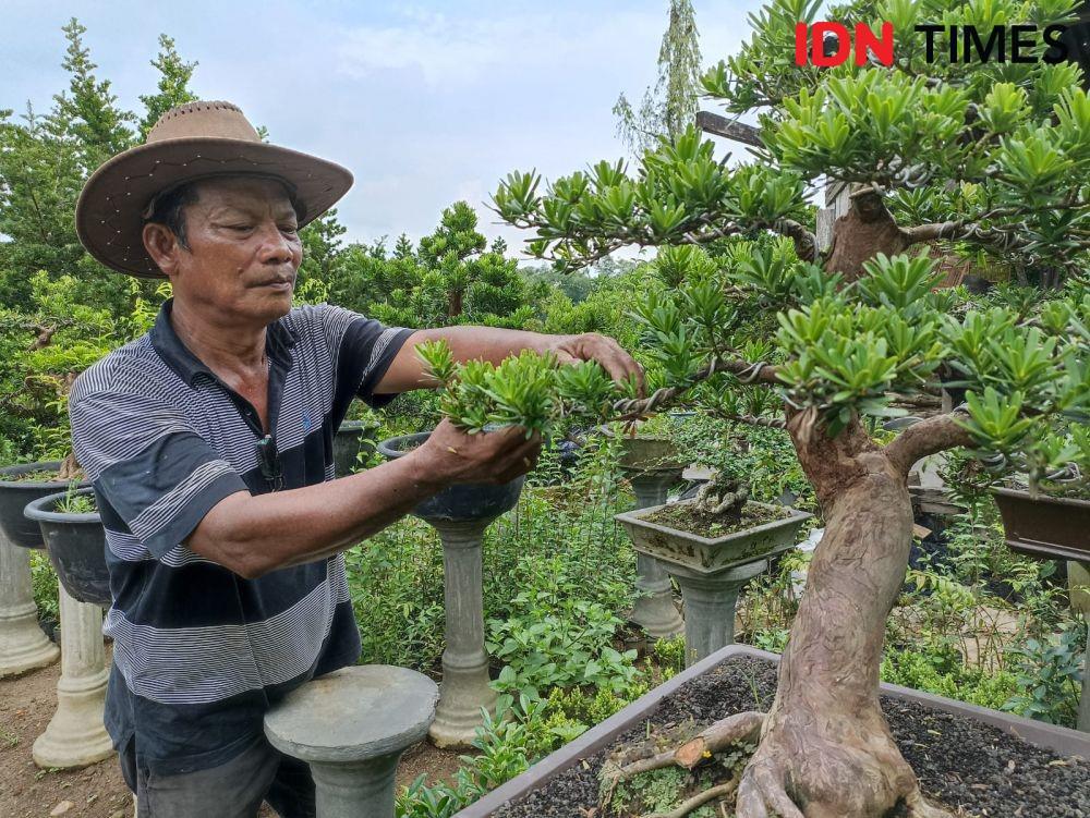 Kisah Berman, Hobi Tanam Bonsai Hingga Raup Keuntungan Puluhan Juta