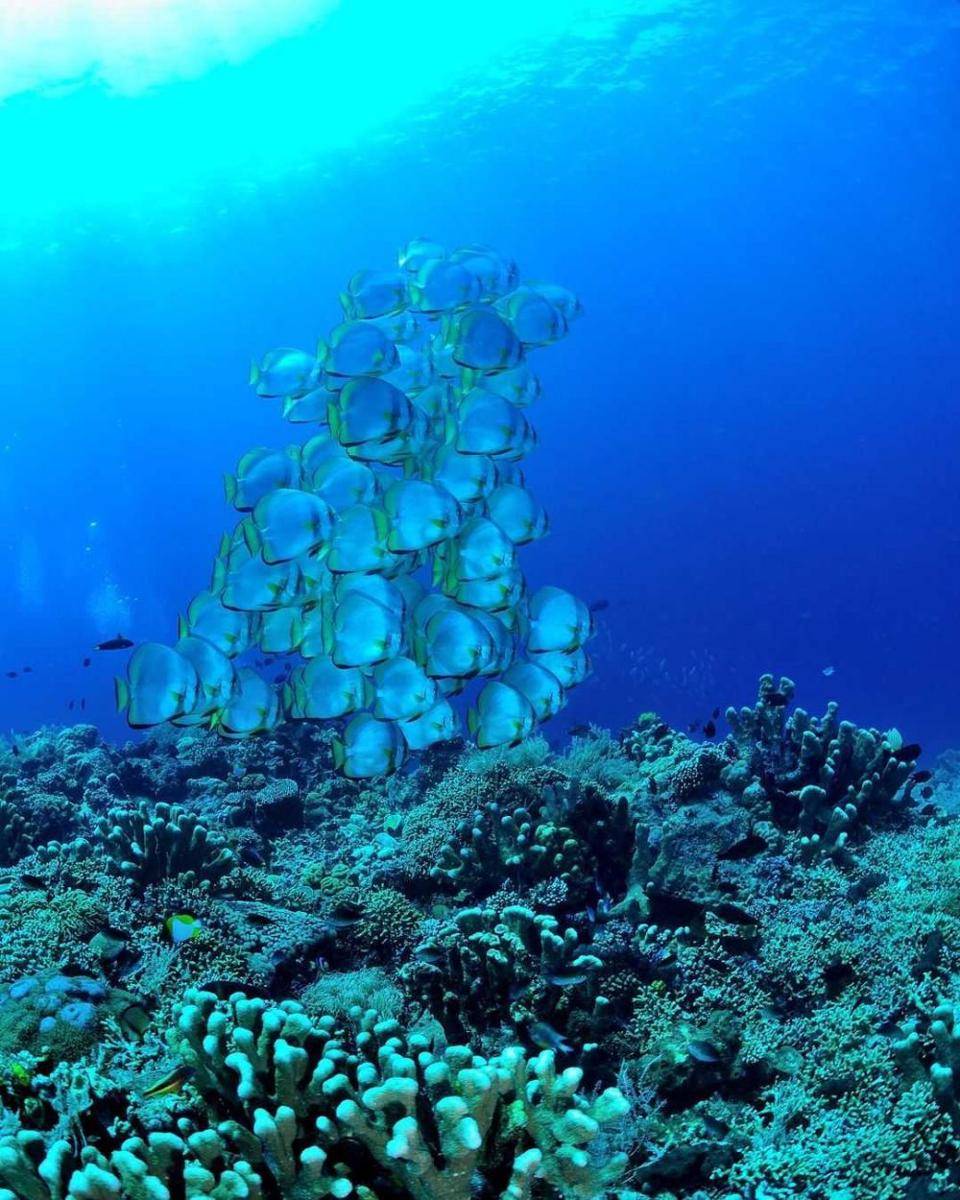 terumbu karang Bunaken (instagram.com/makoto_shigehara)