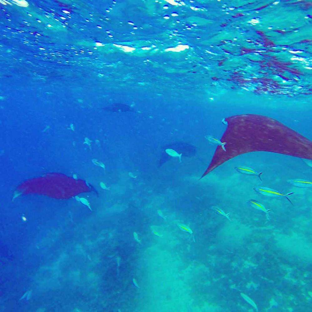 Manta Point (instagram.com/leventmemportera)