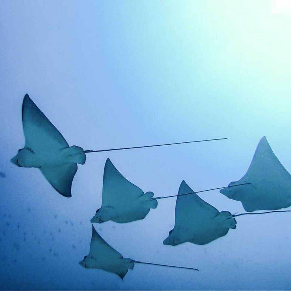 Manta Point (instagram.com/familydiversmaldives)