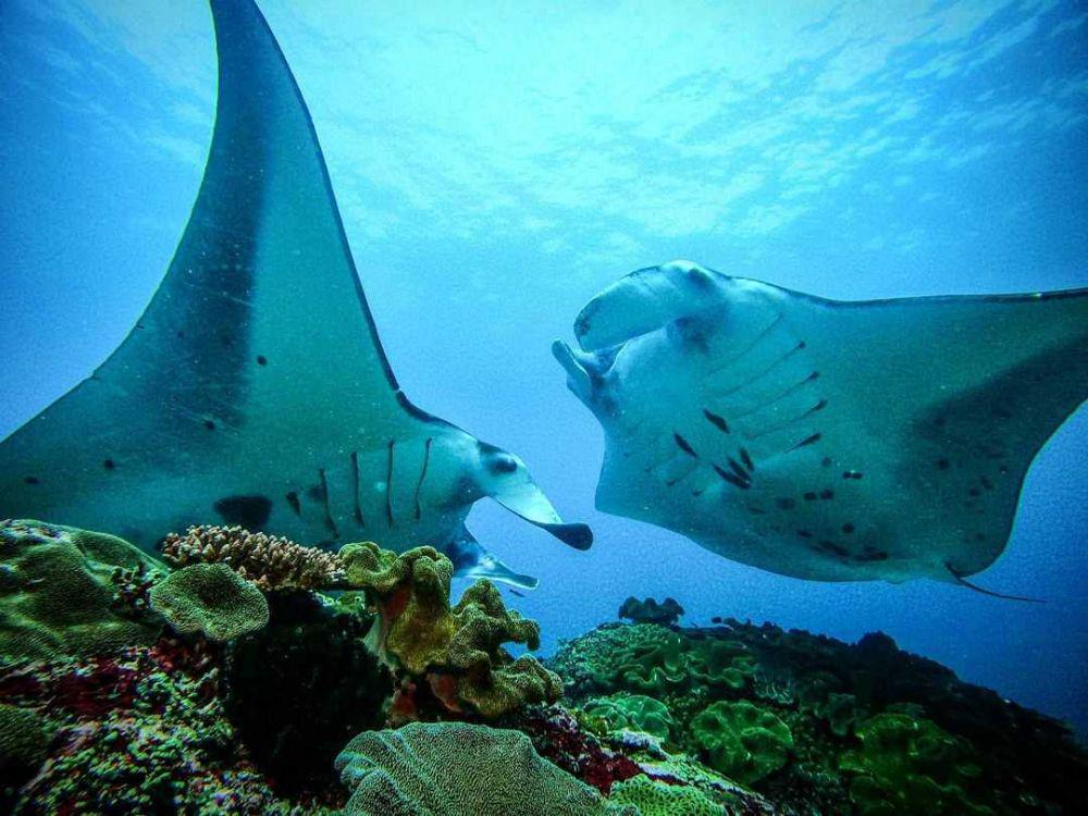 10 Pesona Manta Point di Labuan Bajo, Spot Diving dengan Satwa Langka