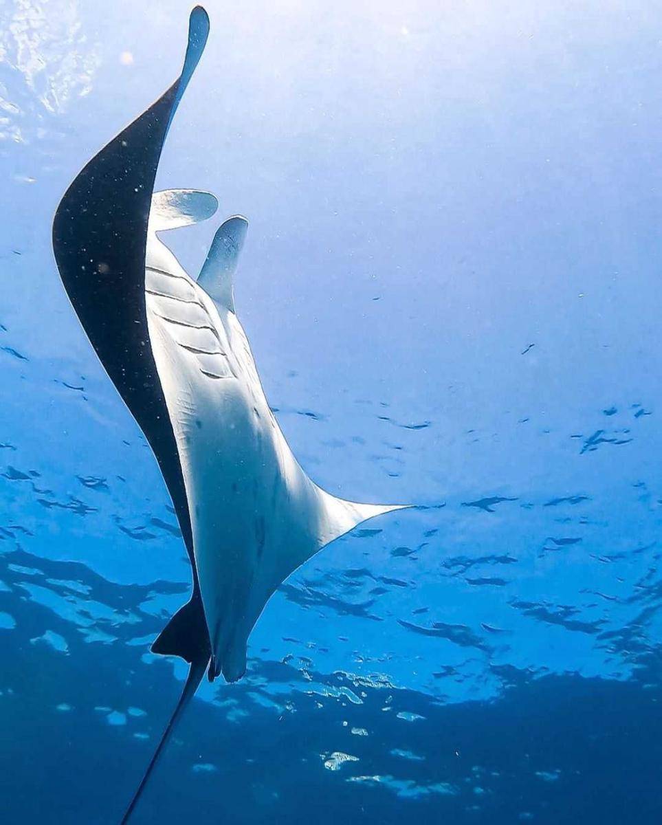 Manta Point (instagram.com/txentermar)