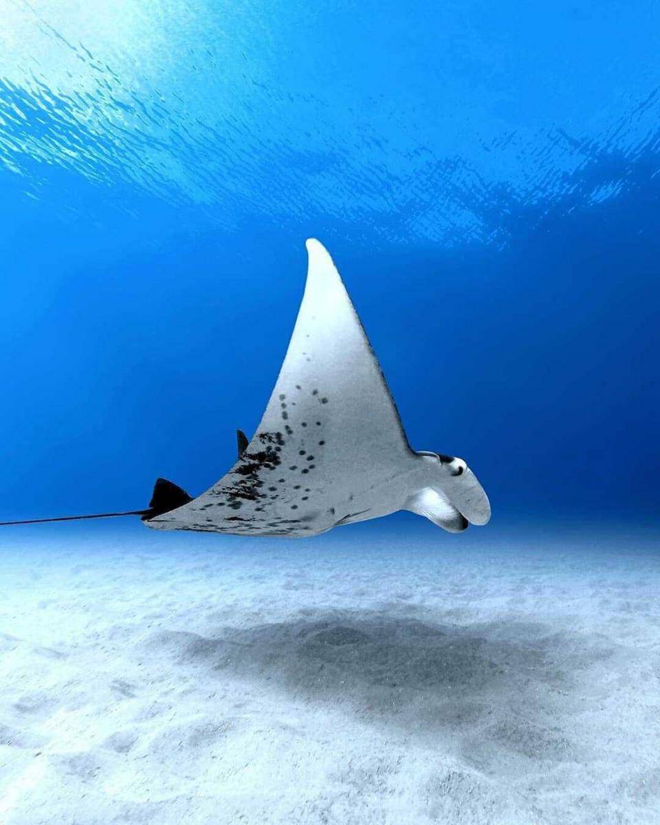 Manta Point (instagram.com/oceanfervor)