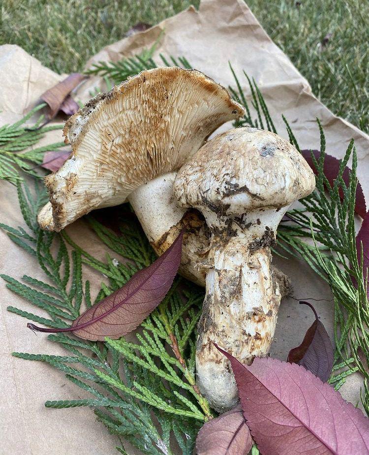 jamur matsutake (instagram.com/satoshi_canmore)