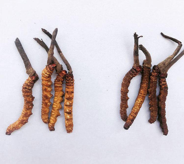 jamur yartsa gunbu (instagram.com/himalayancordyceps)