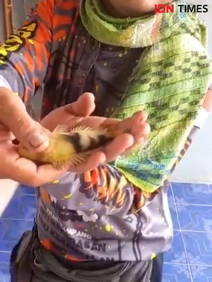 Kades di Muba Temukan Tubuh Ikan Betok Berlafaz Allah