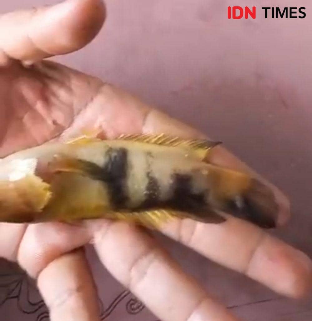 (Ikan betok berlafadz Allah) IDN Times/Istimewa