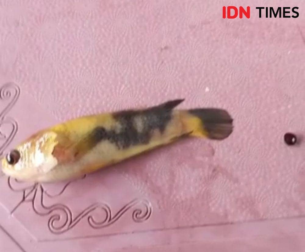 (Ikan betok berlafadz Allah) IDN Times/Istimewa