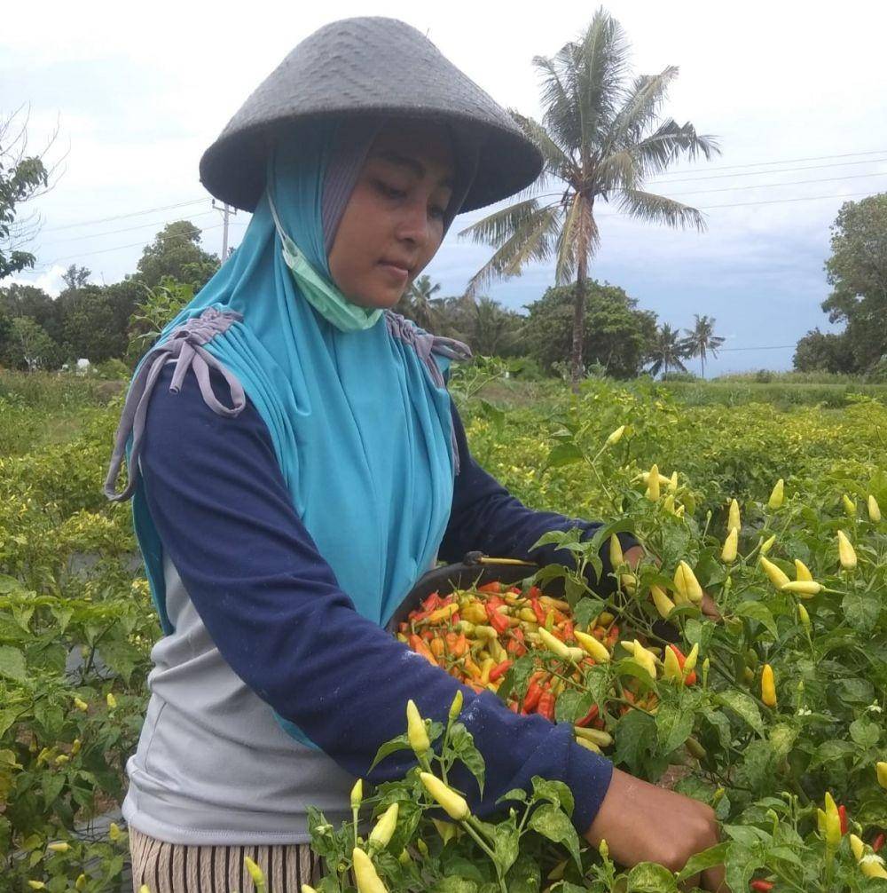 Ketersediaan cabai di Banjarnegara juga masih mencukupi. (Dok. Kementan)