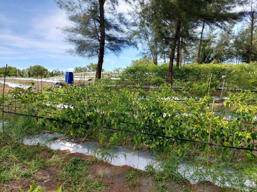 Kementerian Pertanian (Kementan) dan petani di seluruh wilayah berupaya turut berpartisipasi mengamankan stok cabai. (Dok. Kementan)