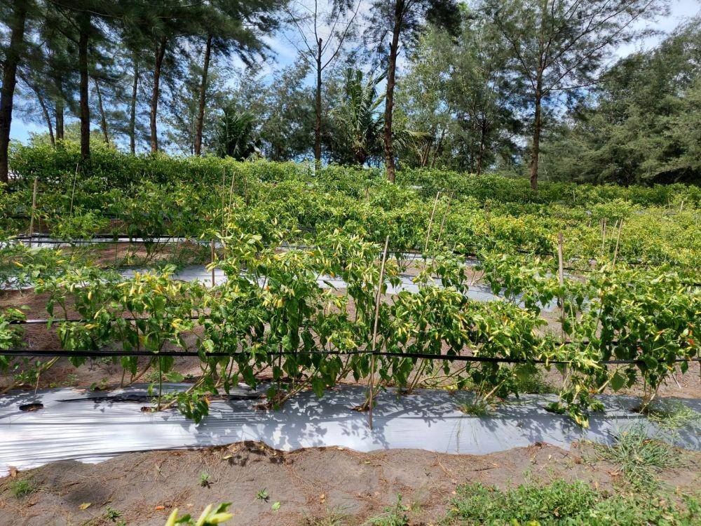 Kementerian Pertanian (Kementan) dan petani di seluruh wilayah berupaya turut berpartisipasi mengamankan stok cabai. (Dok. Kementan)