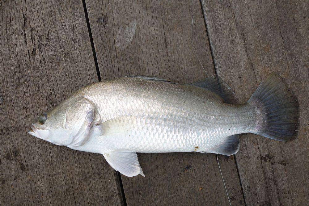 ilustrasi ikan barramundi (commons.wikimedia.org/Lord Mountbatten)