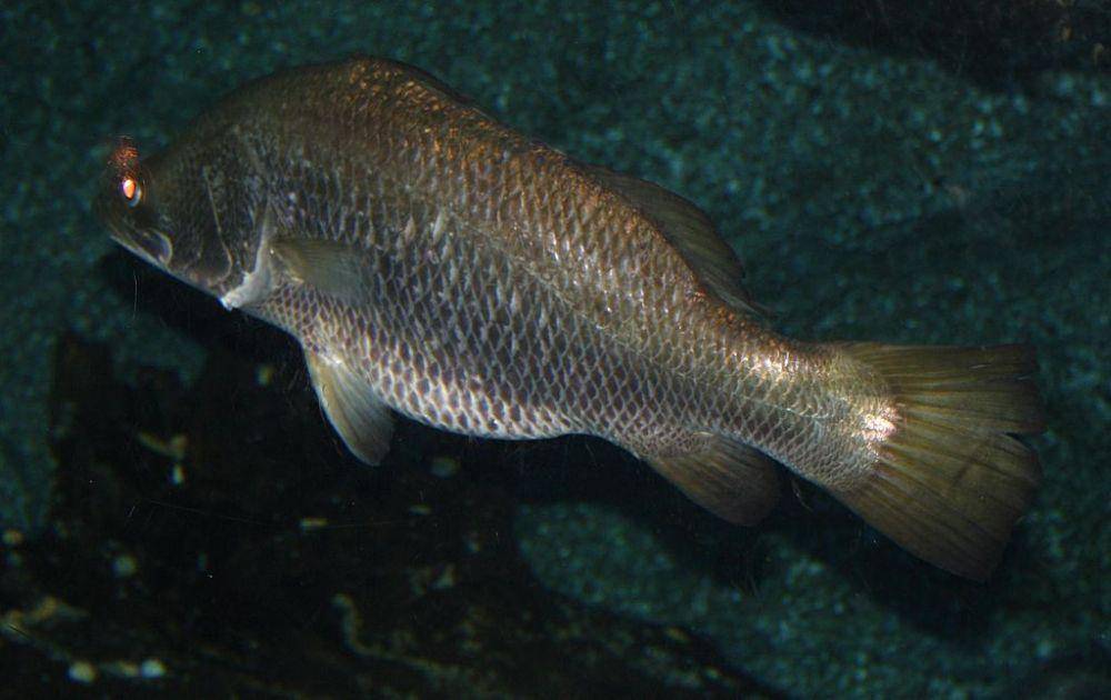 ilustrasi ikan barramundi (commons.wikimedia.org/Bjoertvedt)