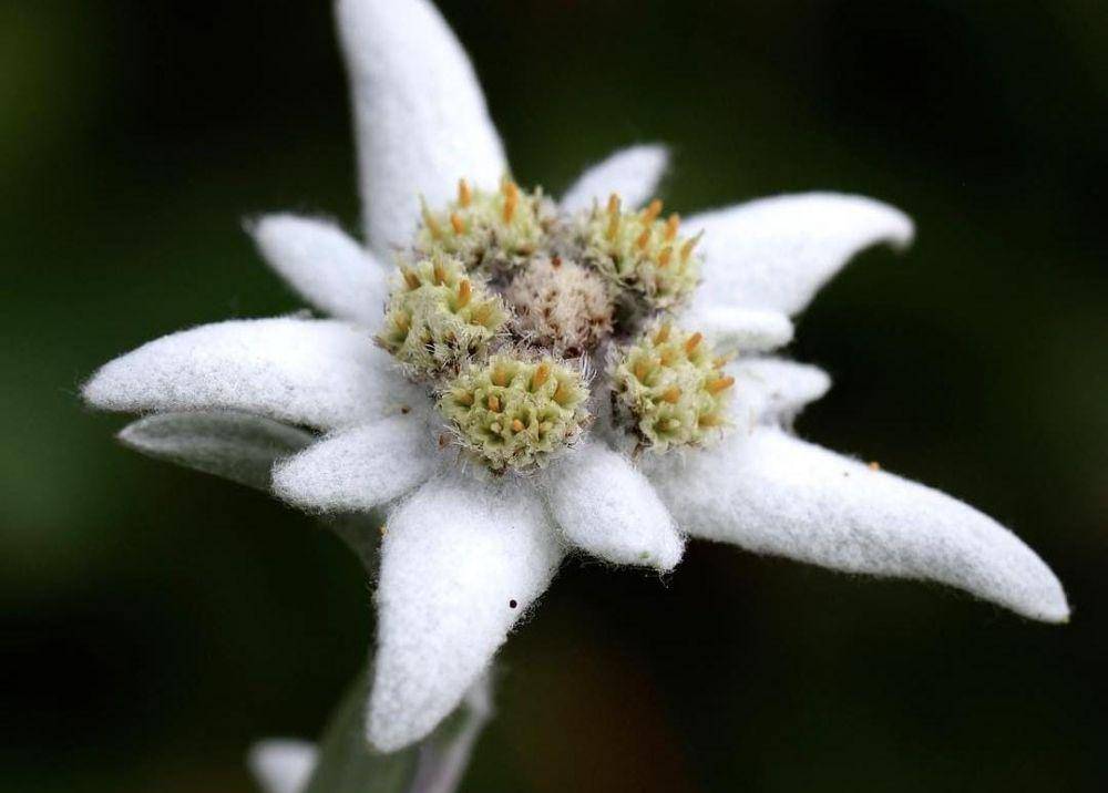 ilustrasi bunga edelweiss (instagram.com/danimuller10)