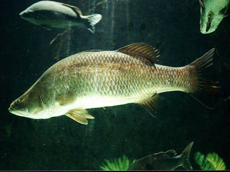ilustrasi ikan barramundi (commons.wikimedia.org/Nick Thorne)