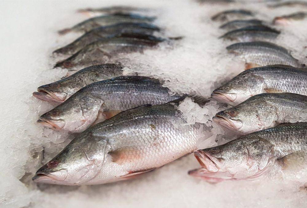 ilustrasi hasil tangkapan ikan barramundi (pixabay.com/Kengkreingkrai)
