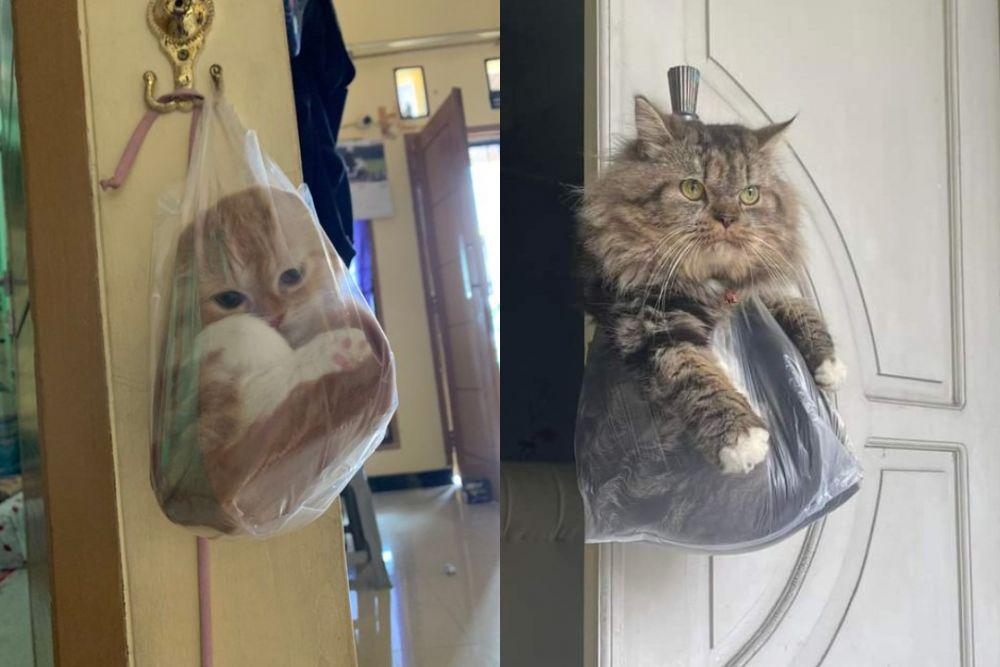 11 Potret Gemas Kucing dalam Kantong Kresek, Pasrah Banget!