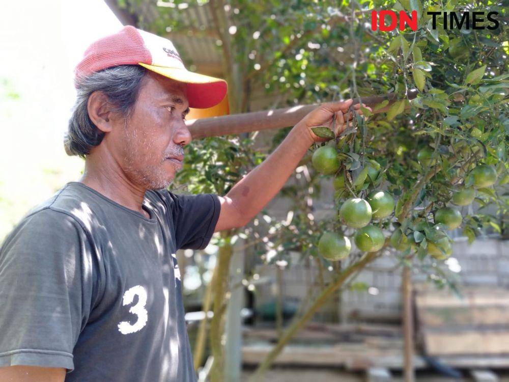 Agrowisata kebun jeruk di Bantul siap dibuka saat libur Lebaran mendatang (IDN Times/Daruwaskita)