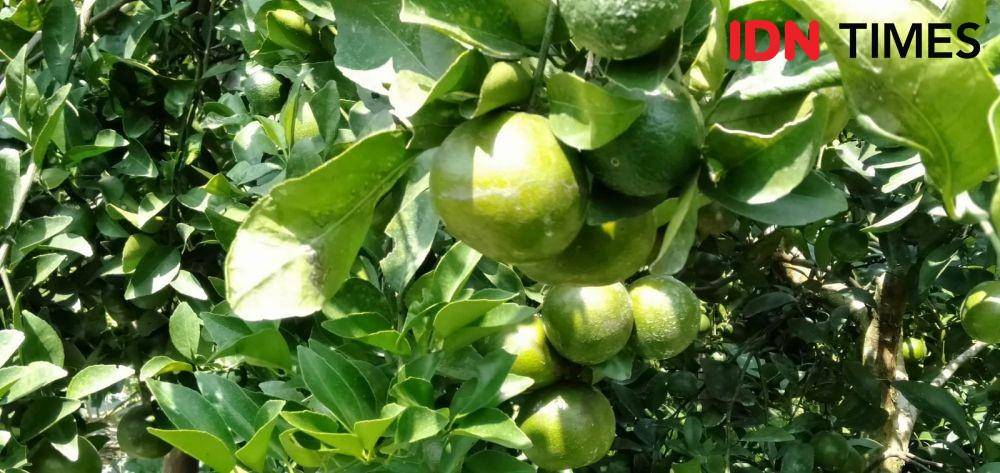 Agrowisata kebun jeruk di Bantul siap dibuka saat libur Lebaran mendatang (IDN Times/Daruwaskita)
